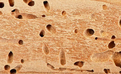 Dynaseal Wood Sealer with Termite Protection